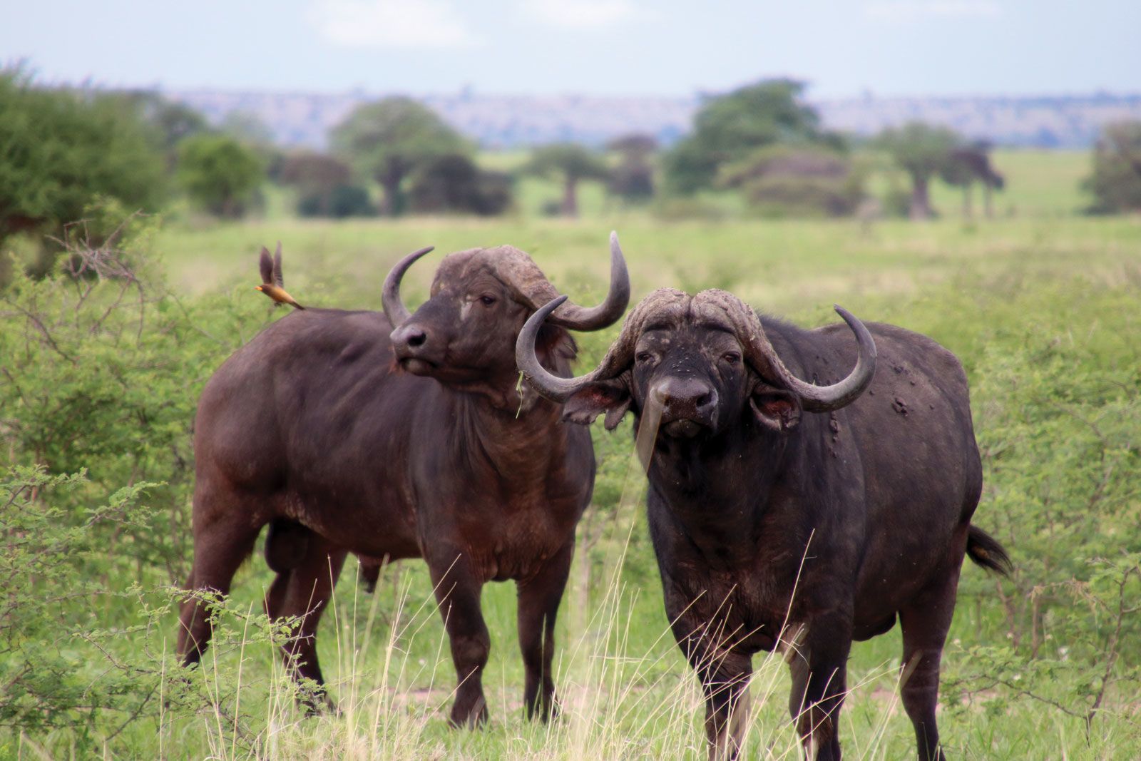 African Buffalo - fearsome member of the Big Five