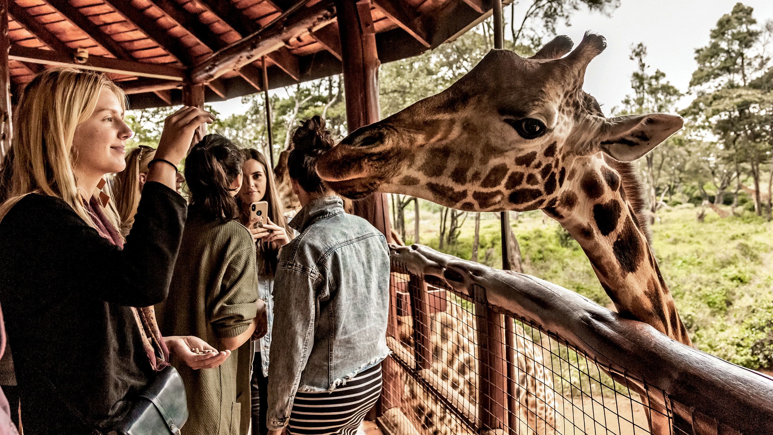 A guest feeds a giraffe at the popular Giraffe Center in Nairobi. Photo by Susan Portnoy