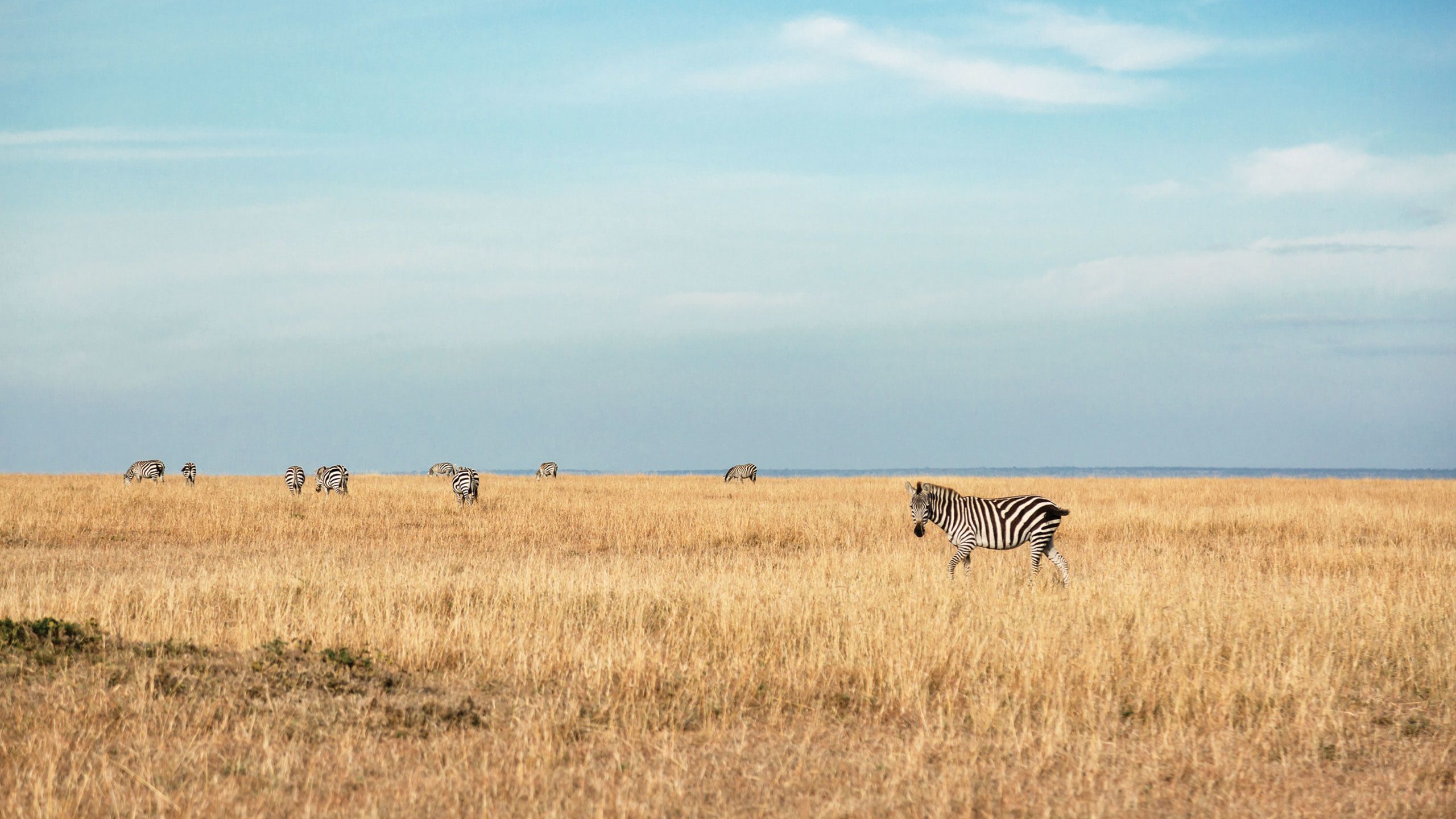 Zebras in the Masai Mara National Reserve during a game drive with the Fairmont Mara Safari Club. Photo by Susan Portnoy